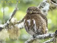 Glaucidium costaricanum
