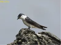 Tachycineta albilinea