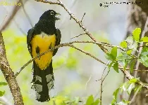 Trogon melanocephalus