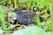 Pardirallus maculatus