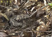 Nyctidromus albicollis