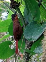 Thripadectes rufobrunneus