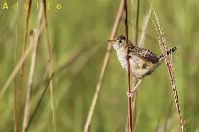 Cistothorus platensis