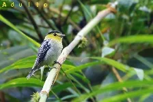 Pachyramphus versicolor