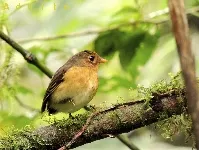 Grallaricula flavirostris