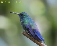 Amazilia saucerottei