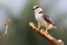 Gampsonyx swainsonii