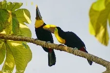 Ramphastos ambiguus