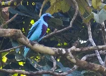 Cotinga amabilis