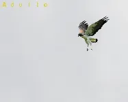 Geranoetus albicaudatus