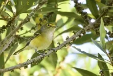 Vireo griseus