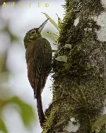 Xiphorhynchus erythropygius