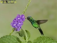 Colibri, gorrion, esmeralda rabihorcada