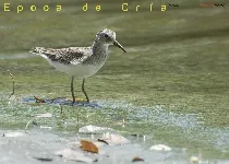 Calidris minutilla