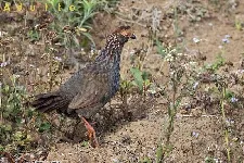 Dendrortyx leucophrys