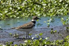 Charadrius vociferus