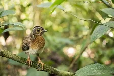 Penelope purpurascens