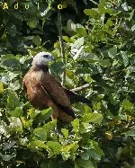 Busarellus nigricollis