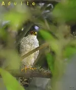 Accipiter superciliosus
