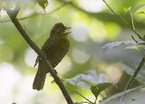 Schiffornis veraepacis