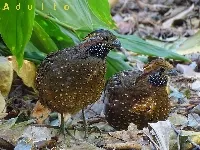 Odontophorus guttatus