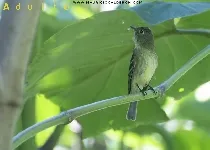 Empidonax flaviventris