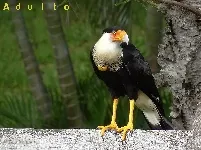 Caracara cheriway
