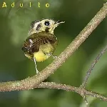 Platyrinchus coronatus