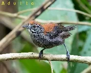 Cantorchilus semibadius