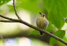 Platyrinchus coronatus