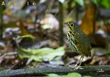 Hylopezus perspicillatus