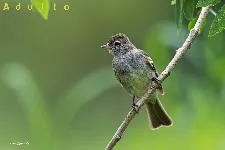 Elaenia chiriquensis