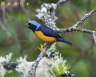 Aguio, caciquita, monjita, eufonia capuchiceleste