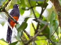 Trogon bairdii
