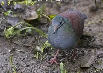 Paloma perdiz costarriqueña