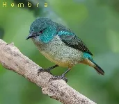 Dacnis venusta