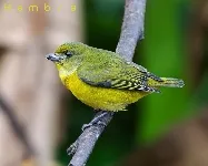 Euphonia hirundinacea