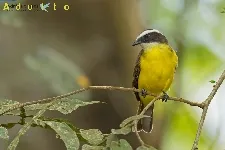 Myiozetetes cayanensis