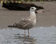 Larus marinus