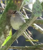 Zonotrichia leucophrys