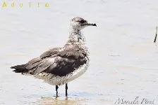 Stercorarius parasiticus