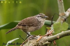 Cantorchilus zeledoni