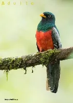 Trogon clathratus