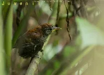 Cantorchilus semibadius