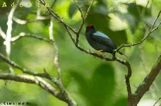 Chiroxiphia lanceolata