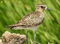 Pluvialis fulva