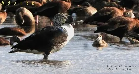 Sarkidiornis melanotos