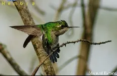 Chlorostilbon assimilis