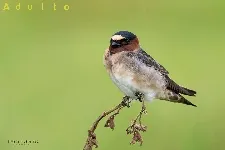 Petrochelidon pyrrhonota