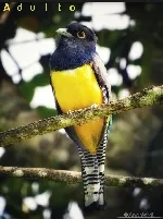 Trogon caligatus